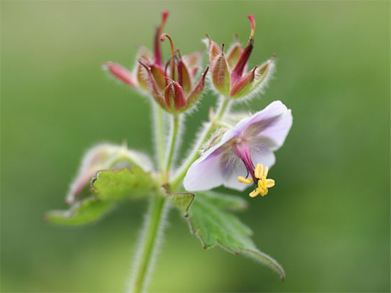 �O���i�C�t�E��