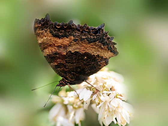 �q�I�h�V�`���E