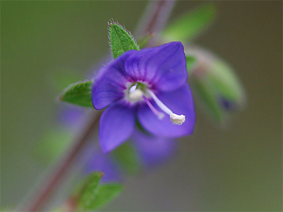 �q���N�\�E