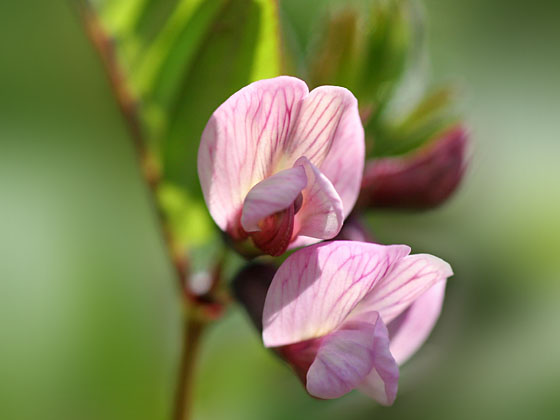 �C�u�L�m�G���h�E