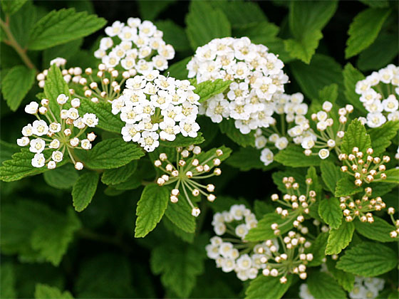 �C�u�L�V���c�P