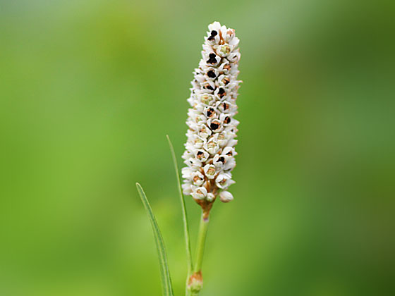 �C�u�L�g���m�I