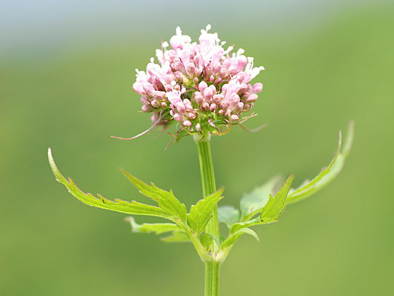 �J�m�R�\�E