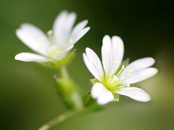 �R�o�m�~�~�i�O�T