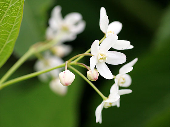 �N�T�^�`�o�i