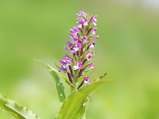 �m�r�l�`�h��