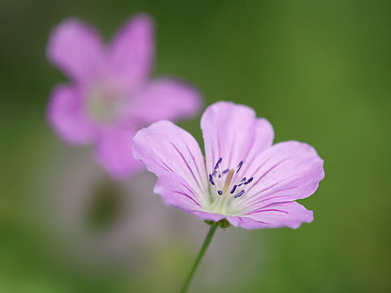 �n�N�T���t�E��