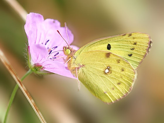 �����L�`���E