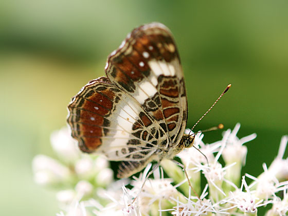 �T�J�n�`�`���E