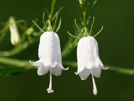 �c���K�l�j���W��