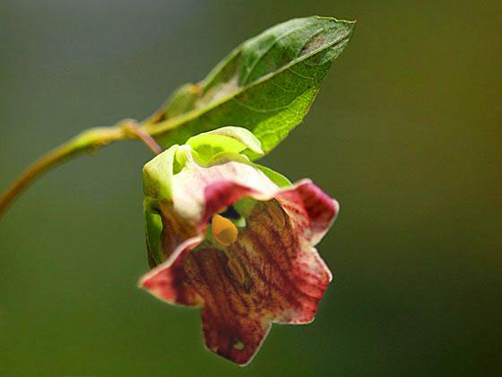 �c���j���W��