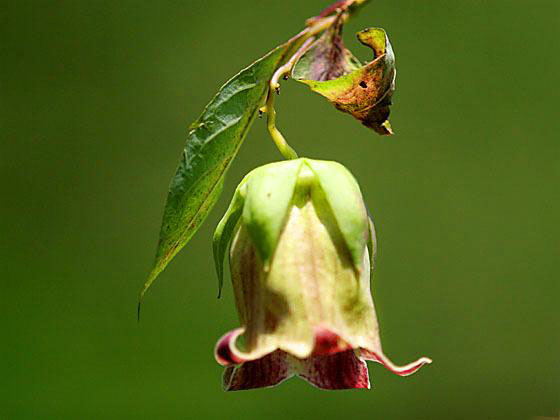 �c���j���W��