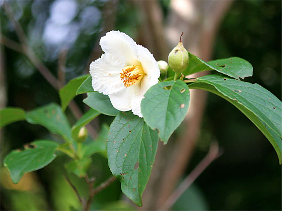 �i�c�c�o�L