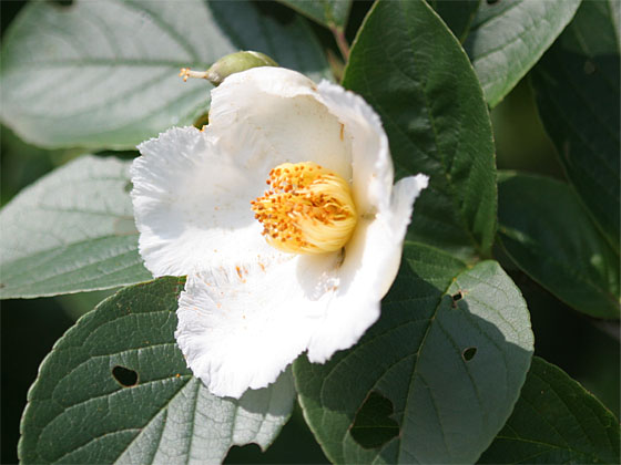 �i�c�c�o�L