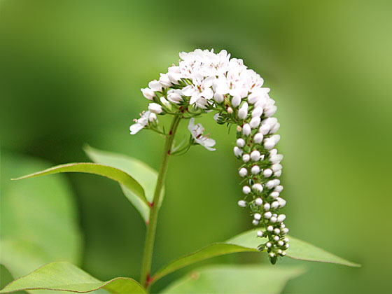 �I�J�g���m�I