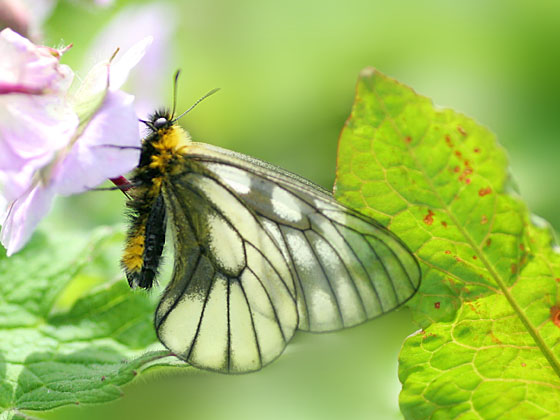 �E�X�o�V��