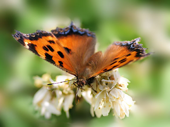 �q�I�h�V�`���E