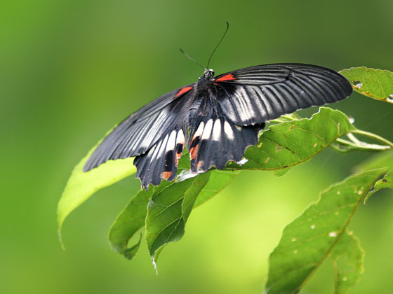 �i�K�T�L�A�Q�n