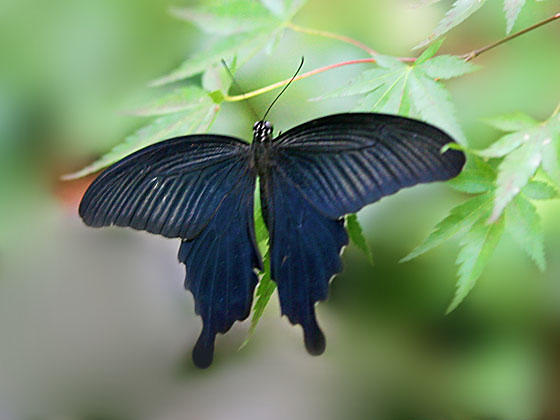 �N���A�Q�n