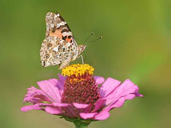 �q���A�J�^�e�n