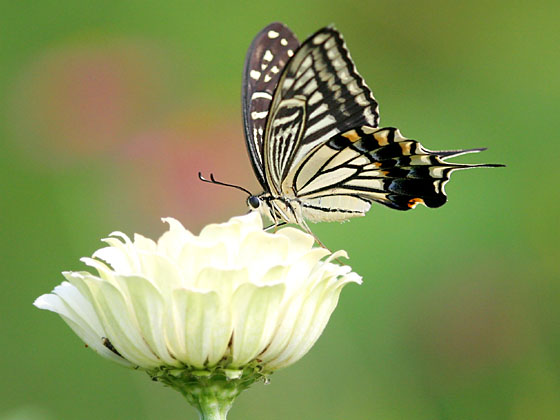 �i�~�A�Q�n