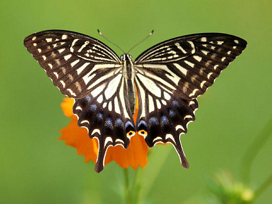 �i�~�A�Q�n