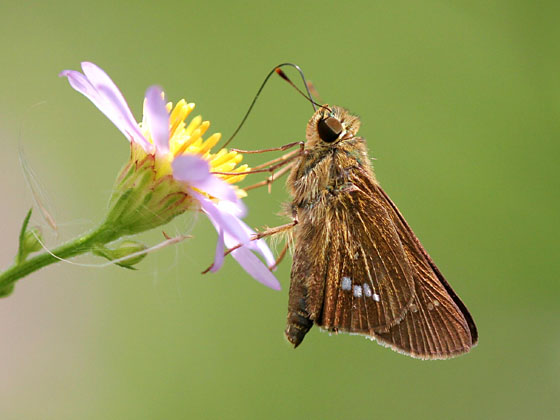 �C�`�����W�Z�Z��