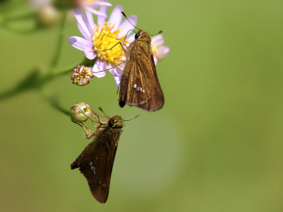 �C�`�����W�Z�Z��