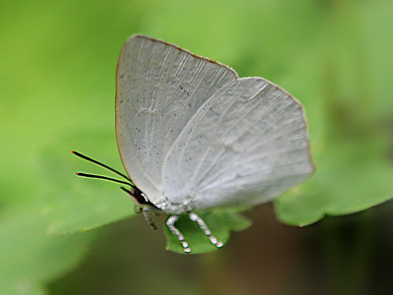 �E���M���V�W�~