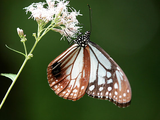 �A�T�M�}�_��