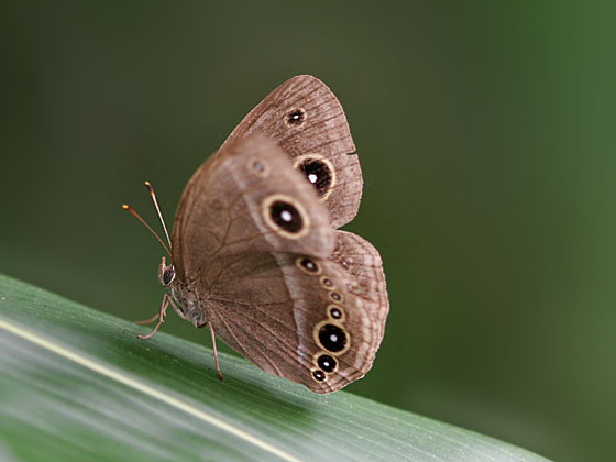 �R�W���m���`���E