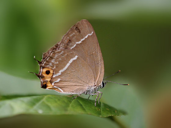 �~�h���V�W�~