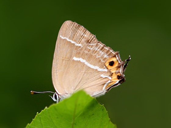 �~�h���V�W�~