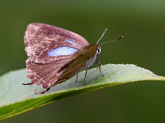 �~�h���V�W�~