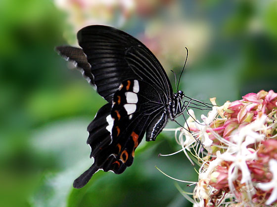 �����L�A�Q�n