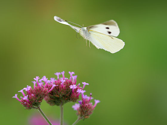 �����V���`���E