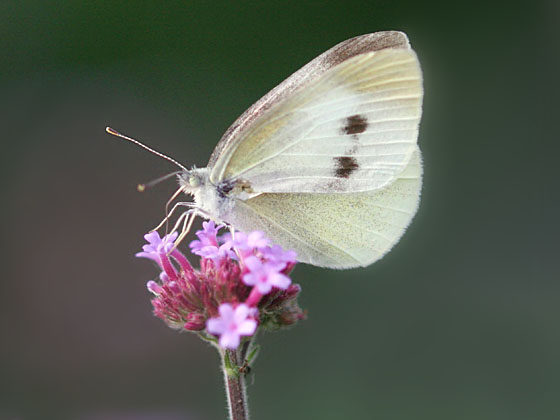 �����V���`���E