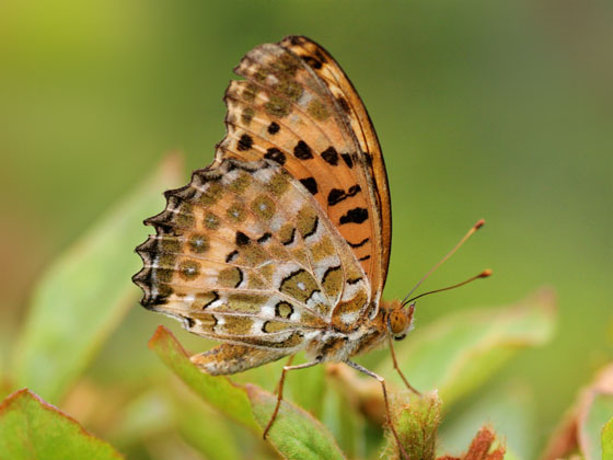 �c�}�O���q���E����