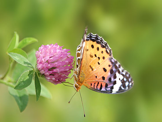 �c�}�O���q���E����