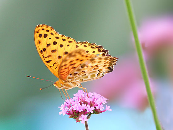 �c�}�O���q���E����