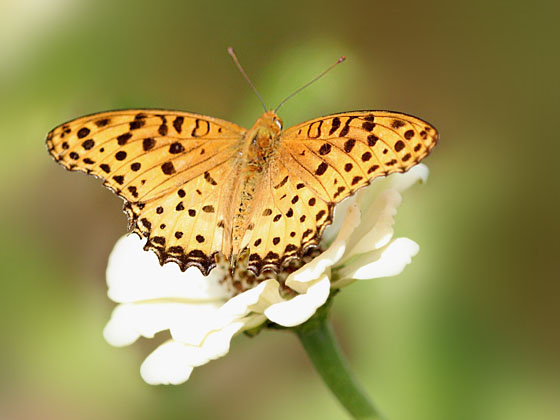 �c�}�O���q���E����