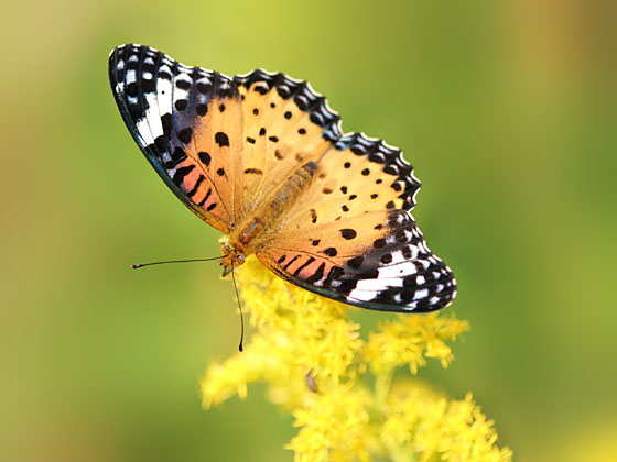 �c�}�O���q���E����