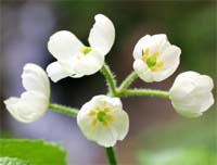 �T���J���E